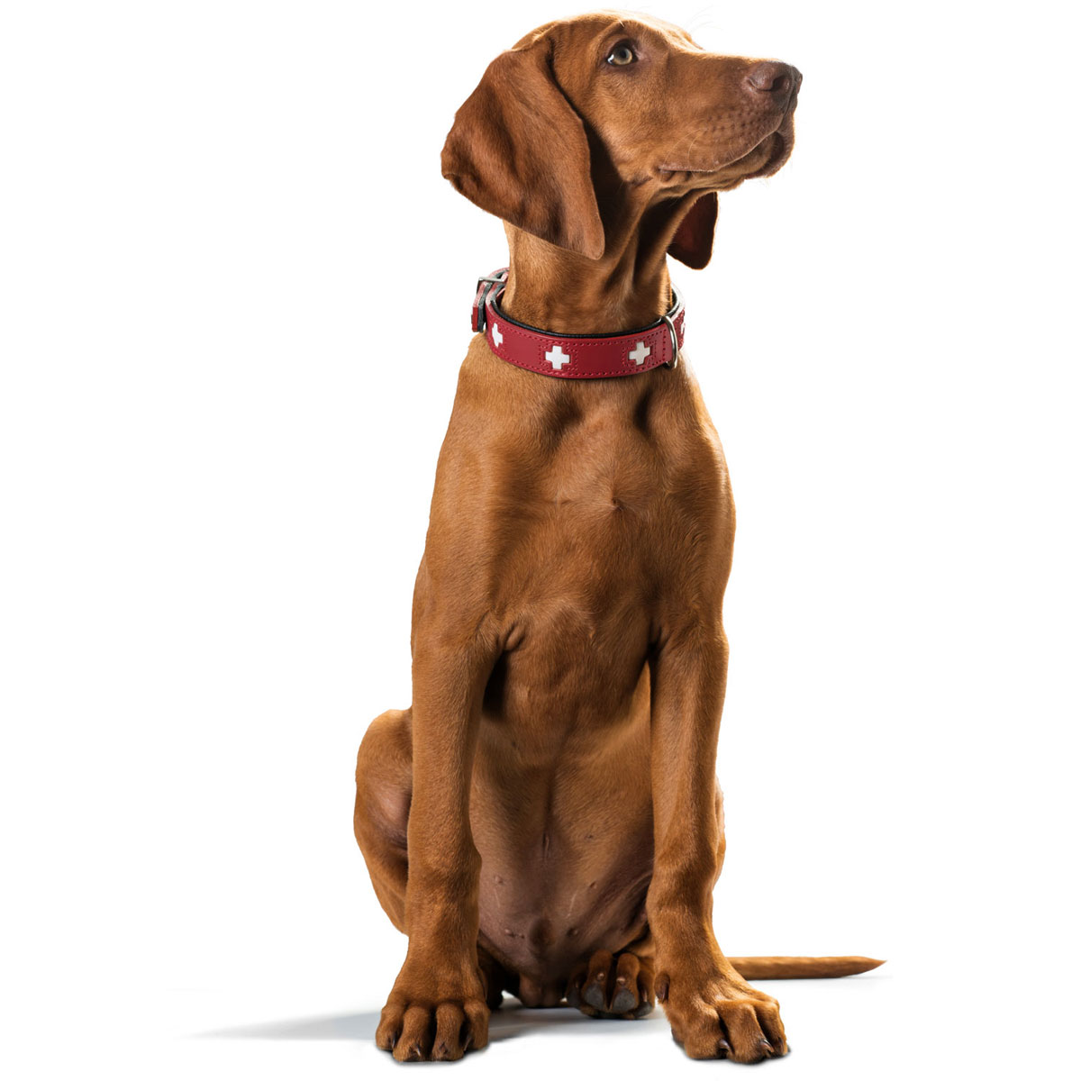 Hunter  Halsband Swiss nickel rot Größe 32 Bild 4