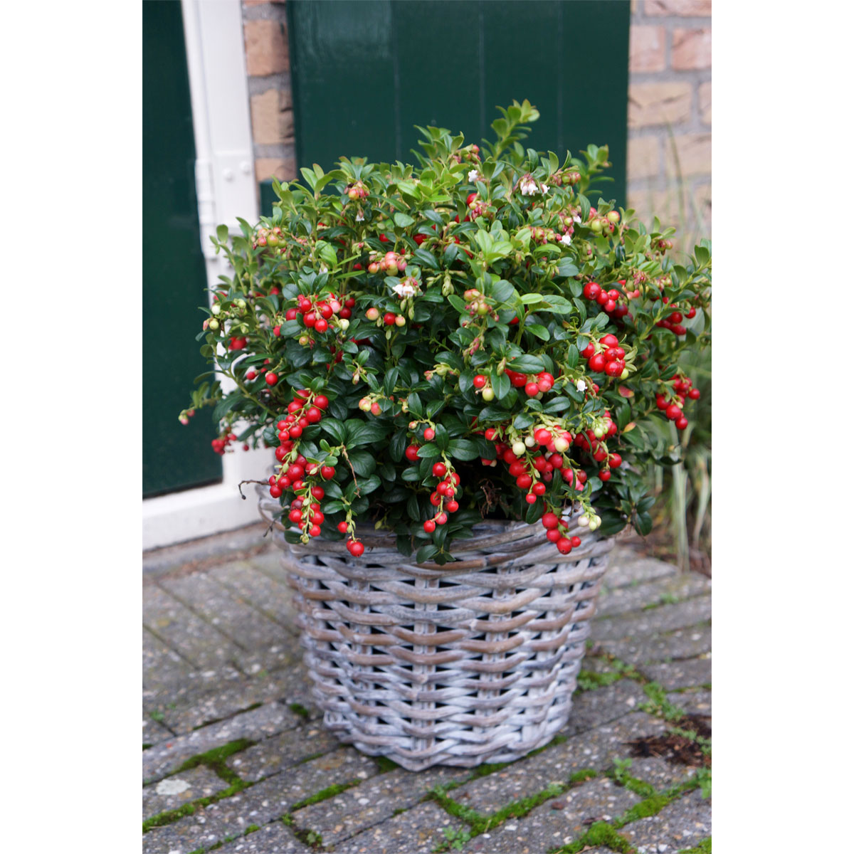 Plantiflor  Preiselbeere Miss Cherry Topf Durchmesser 17 cm