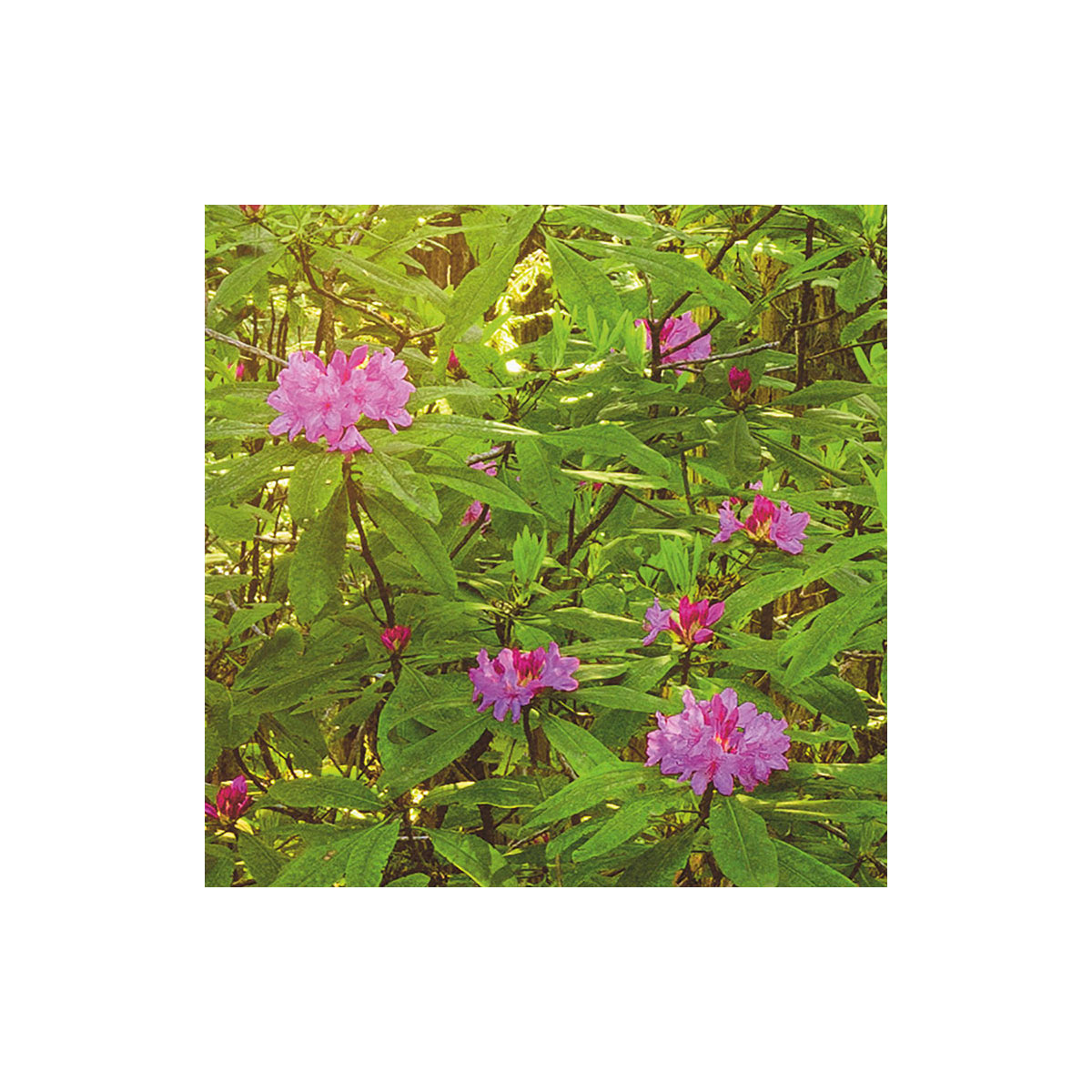 Komar  Vlies Fototapete Redwood 200x250 cm Bild 5