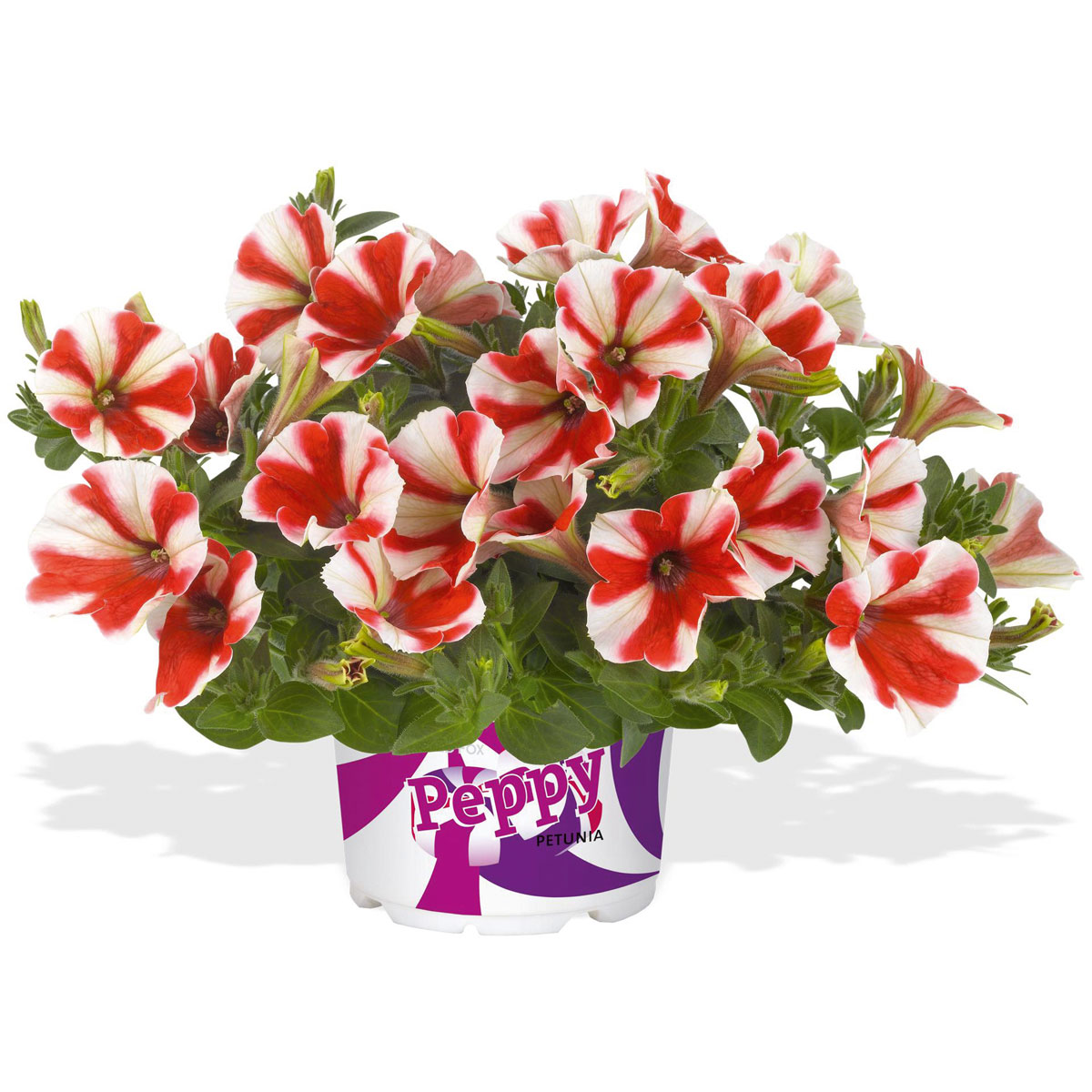 Plantiflor  Petunia Topf Durchmesser 12 cm Bild 3