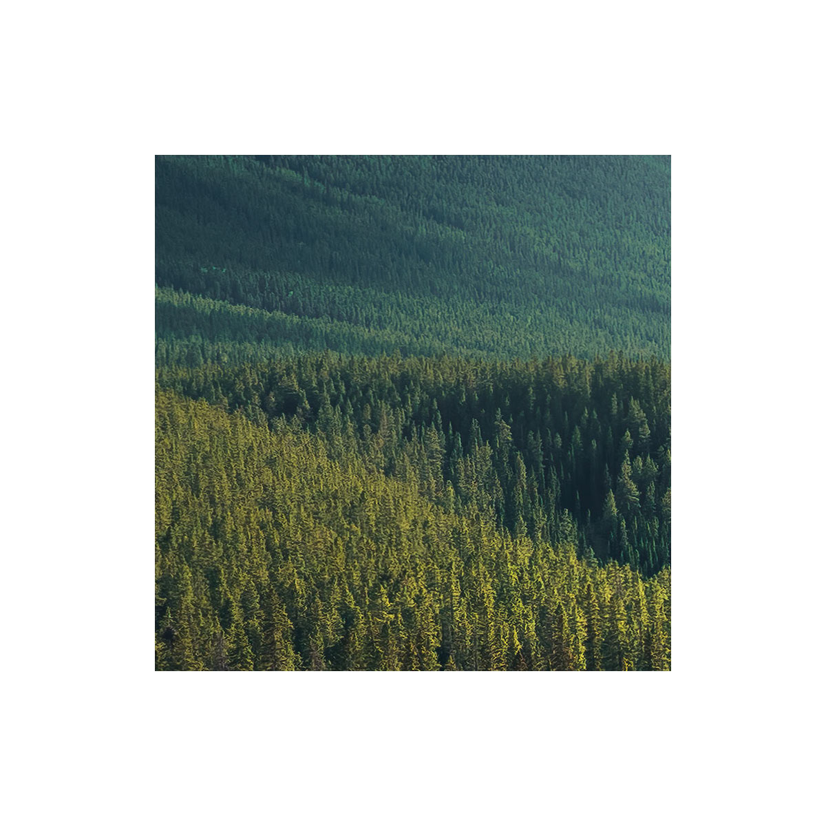 Komar  Vlies Fototapete Wild Canada 450x280 cm Bild 6