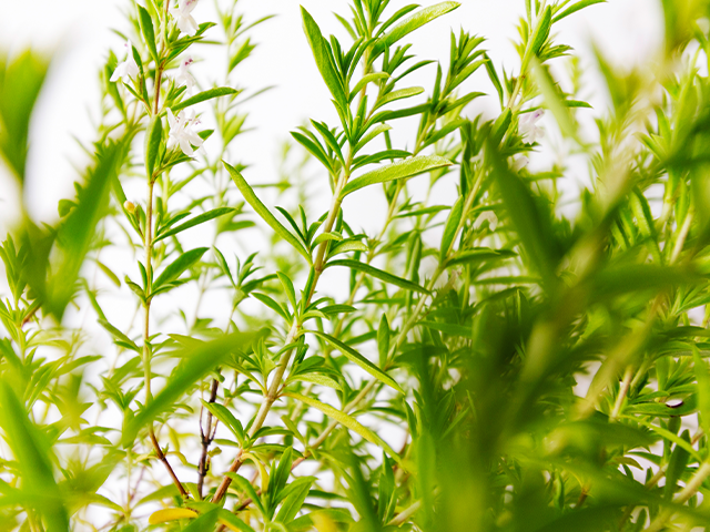 Nahaufnahme von Rosmarin.