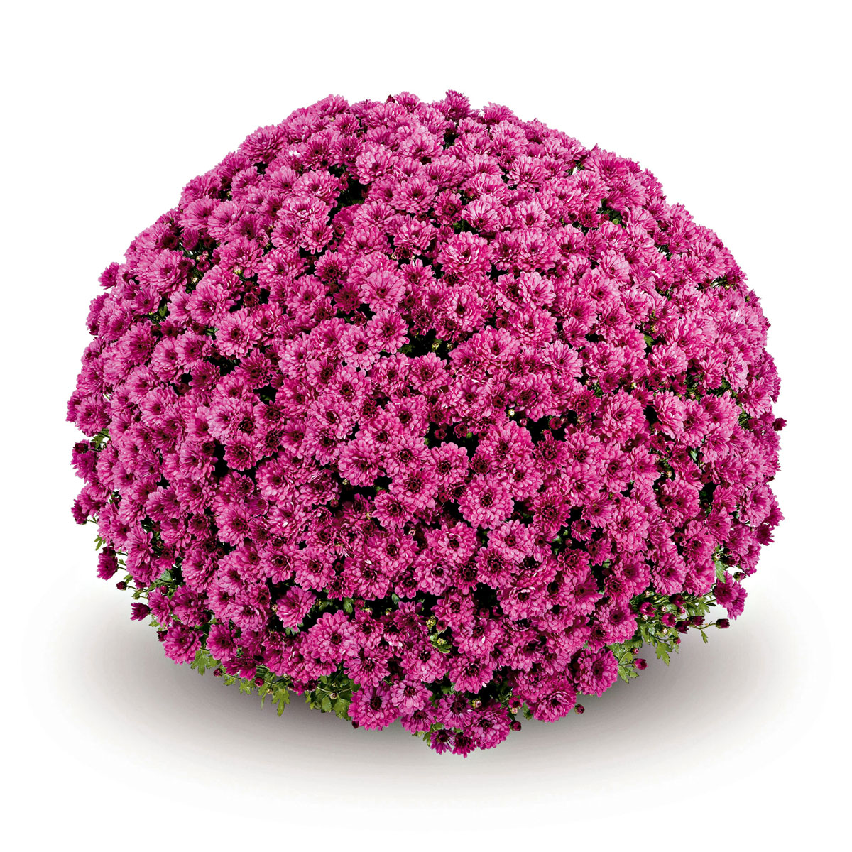 Plantiflor  Chrysanthemen-Busch Topf Durchmesser 19 cm Bild 3