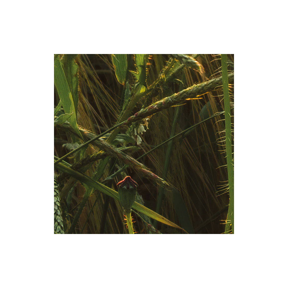 Komar  Vlies Fototapete Poppy World 250x280 cm Bild 6