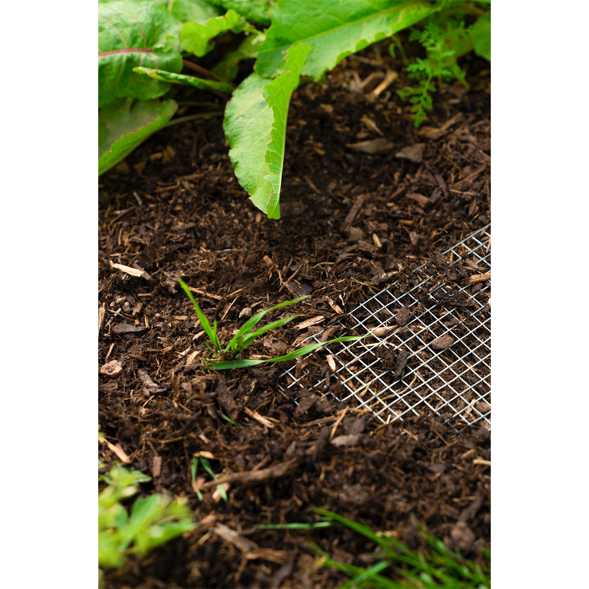 Vitavia  Drahtgeflecht Draneo Bild 3