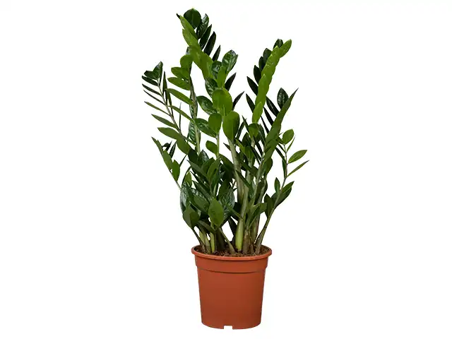 Zamioculcas