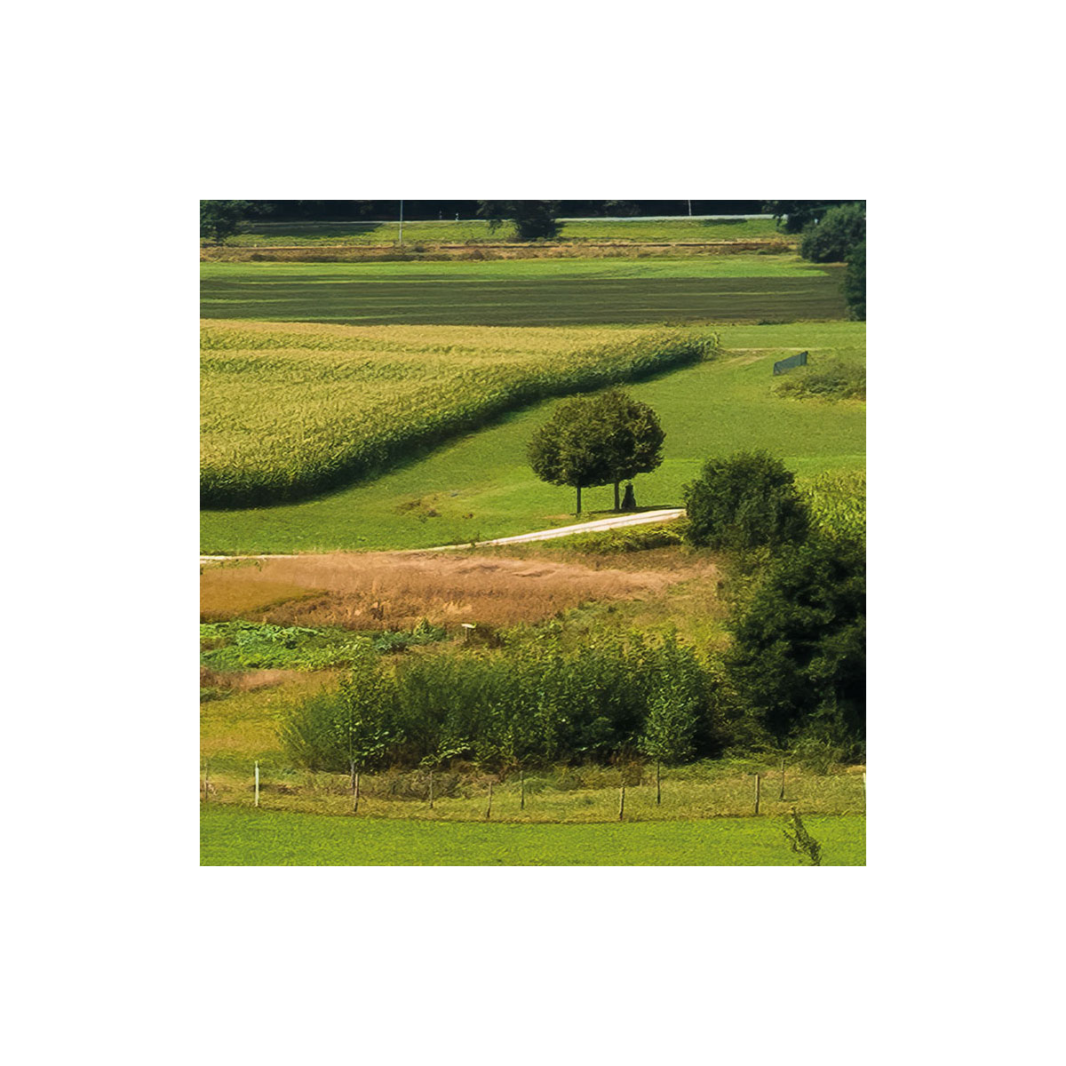 Komar  Vlies Fototapete Bayrische Idylle 350x280 cm Bild 6