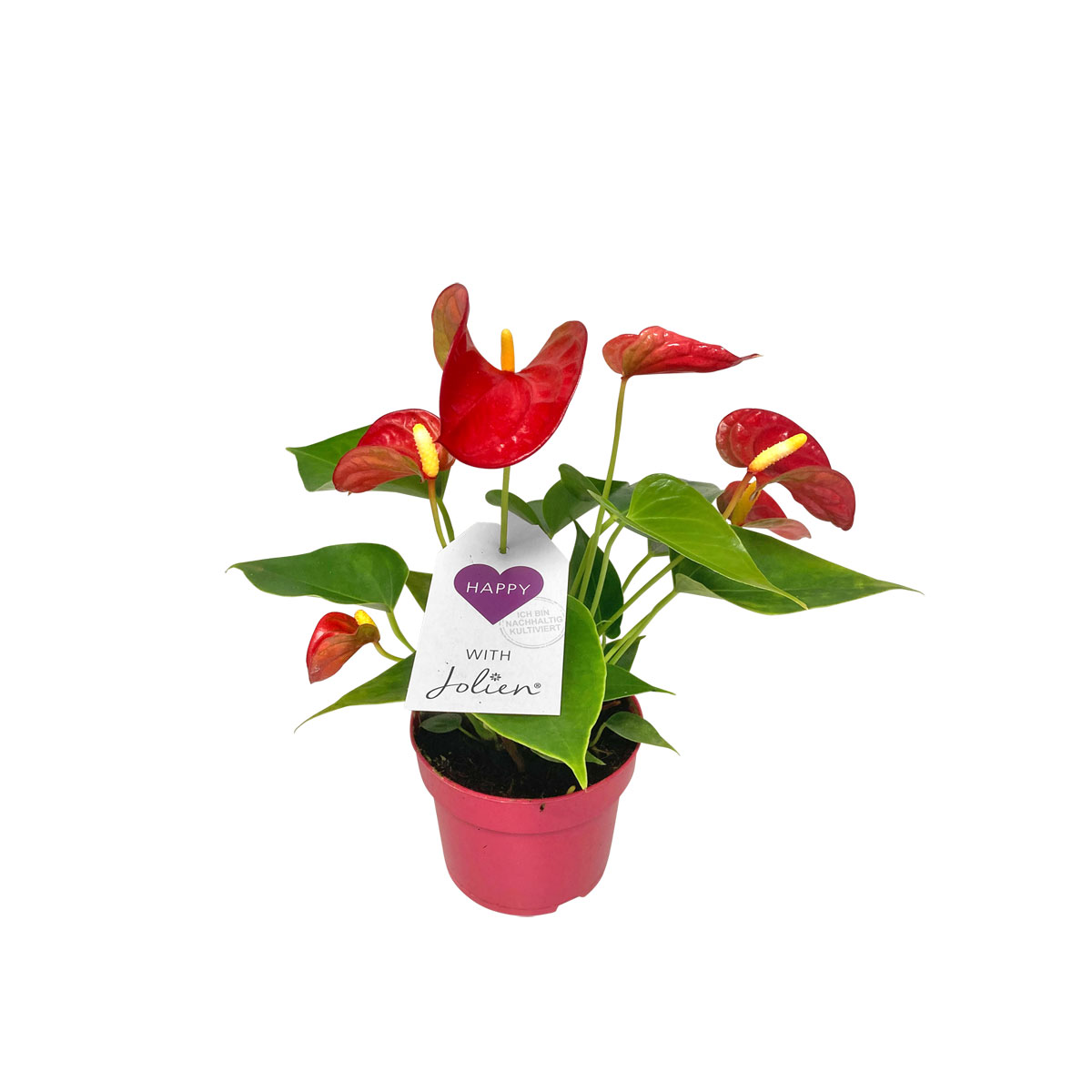 Plantiflor  Flamingoblume Ton in Ton Topf- Durchmesser 10,5 cm Bild 4
