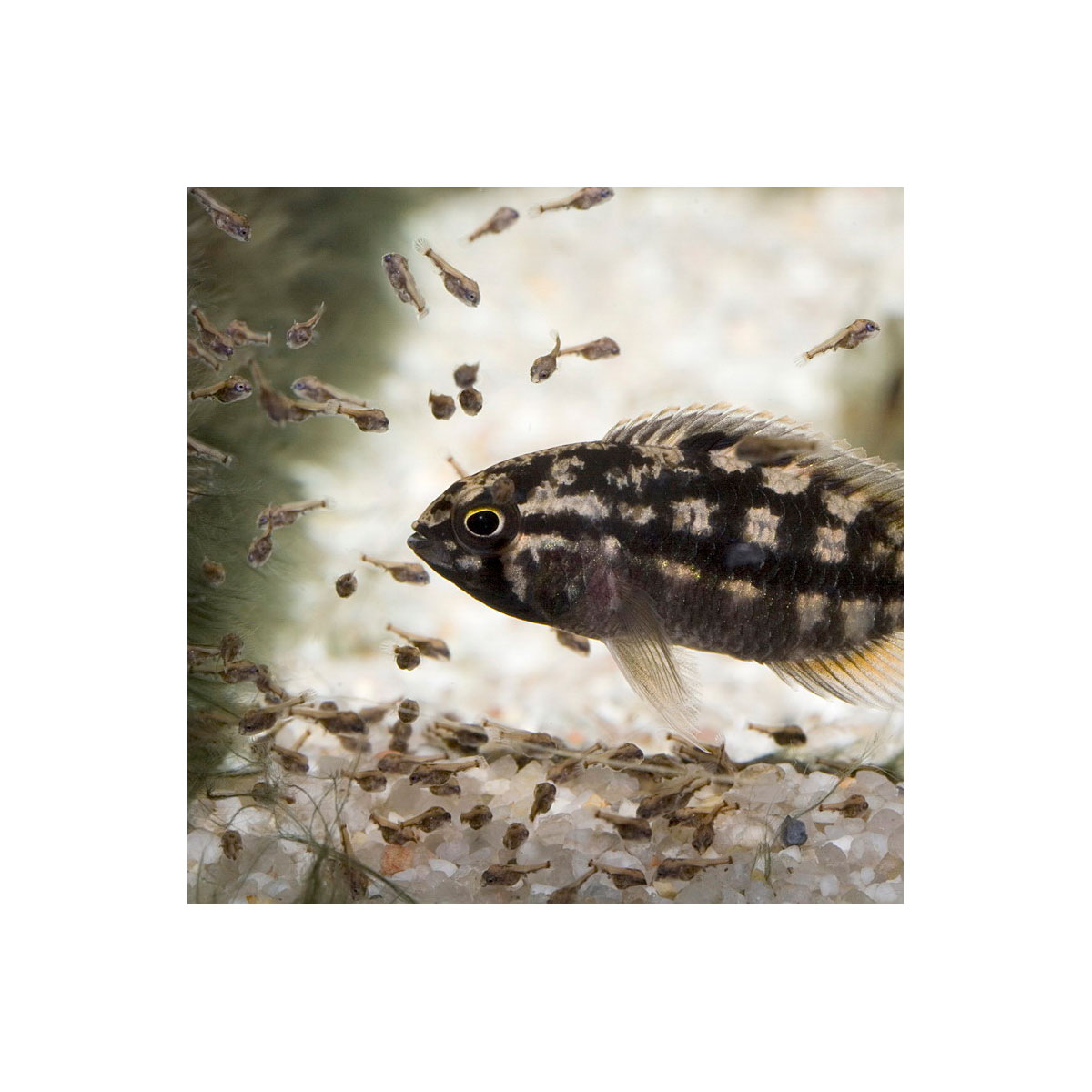 JBL  PRONOVO BEL GRANO BABY 3 x 10ml Bild 6