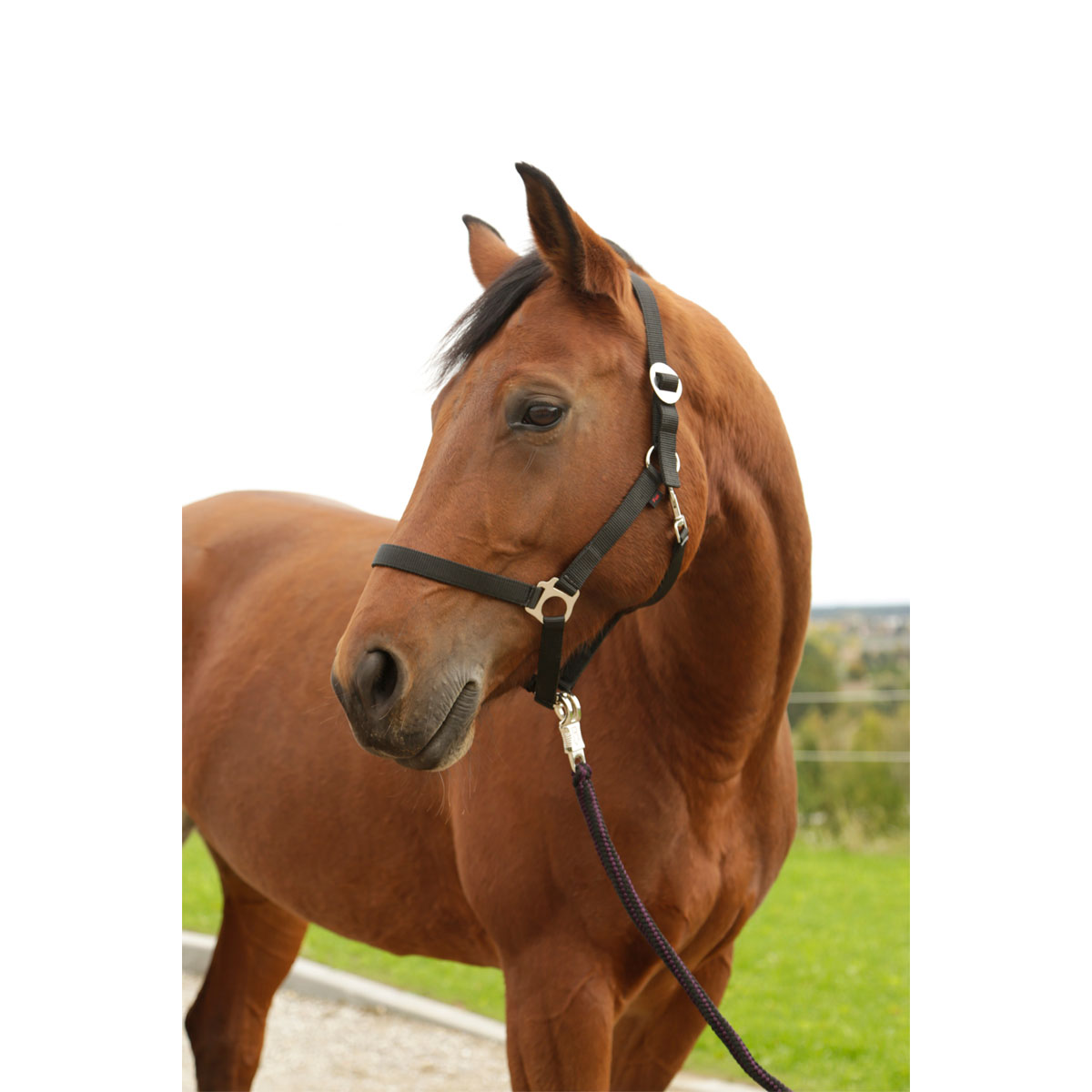 Pferdehalfter Hippo schwarz Pony Bild 1