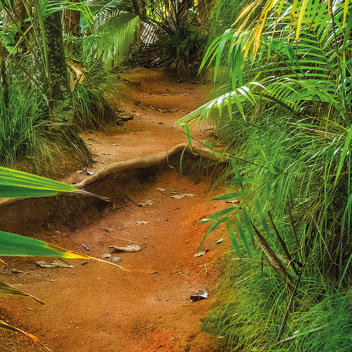 Komar  Papier Fototapete Jungle Trail 368x254 cm Bild 7