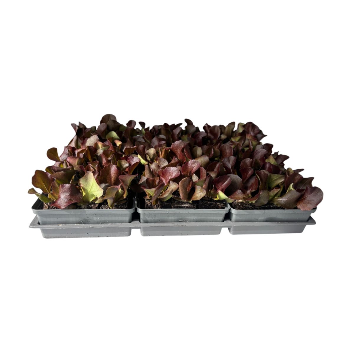 Plantiflor Salatjungpflanze Rotkäppchen 6er-Tray