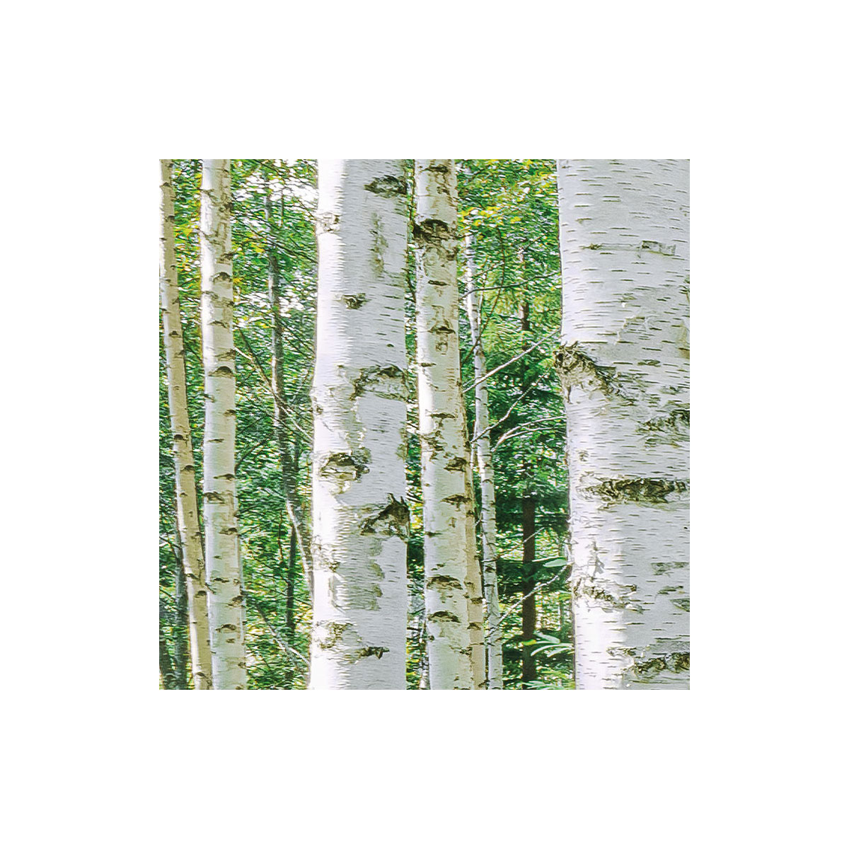 Komar  Papier Fototapete Sunny Day 368x254 cm Bild 6