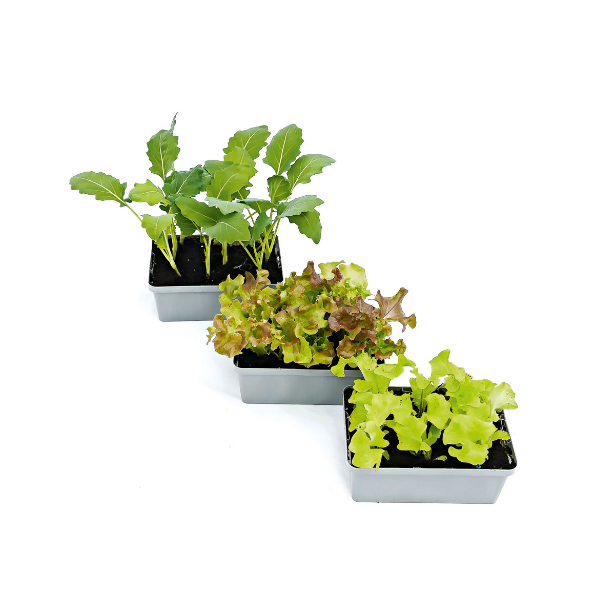Plantiflor  Gemüsejungpflanzen 6er-Pack