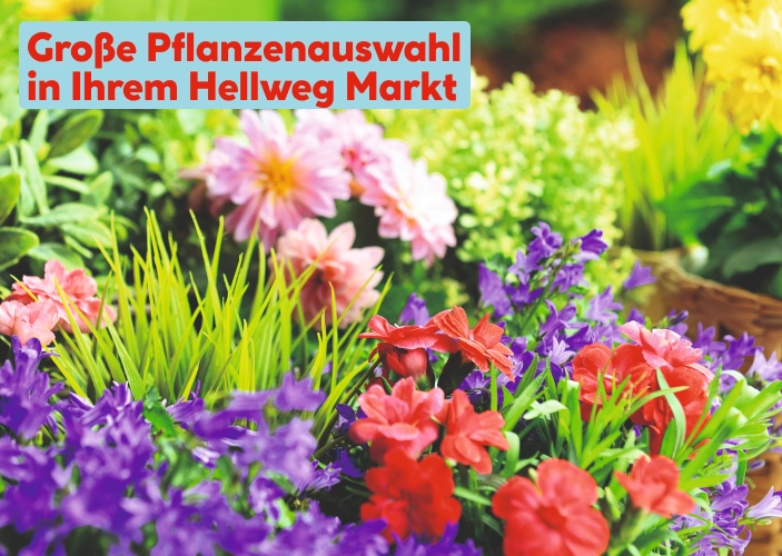 Pflanzenauswahl in unseren Märkten