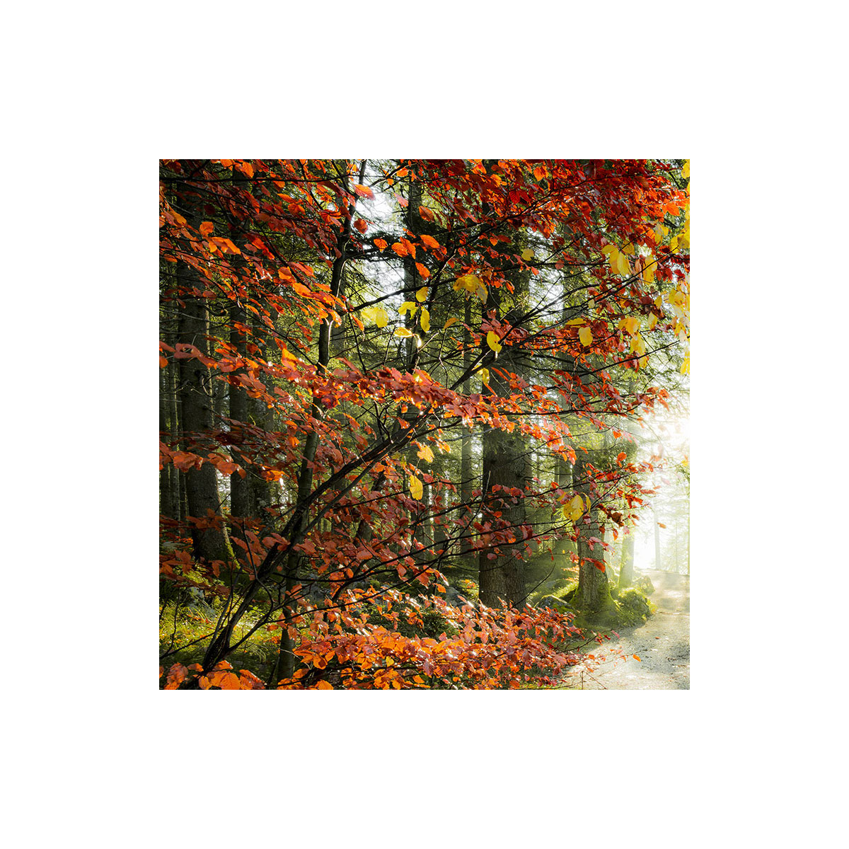 Komar  Vlies Fototapete Feuerzungen 450x280 cm Bild 10