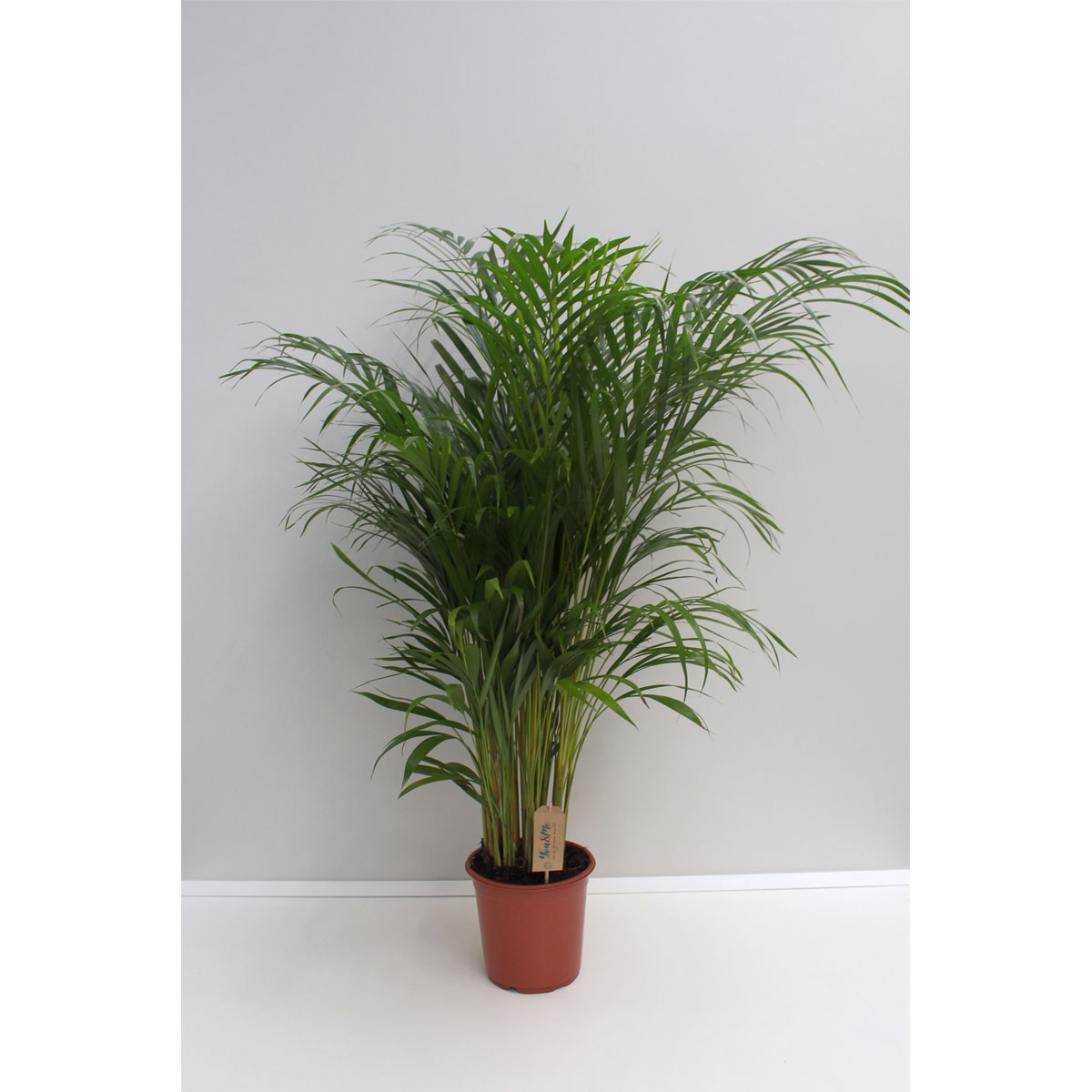 Plantiflor Areca Palme 100 cm Topf 24 cm