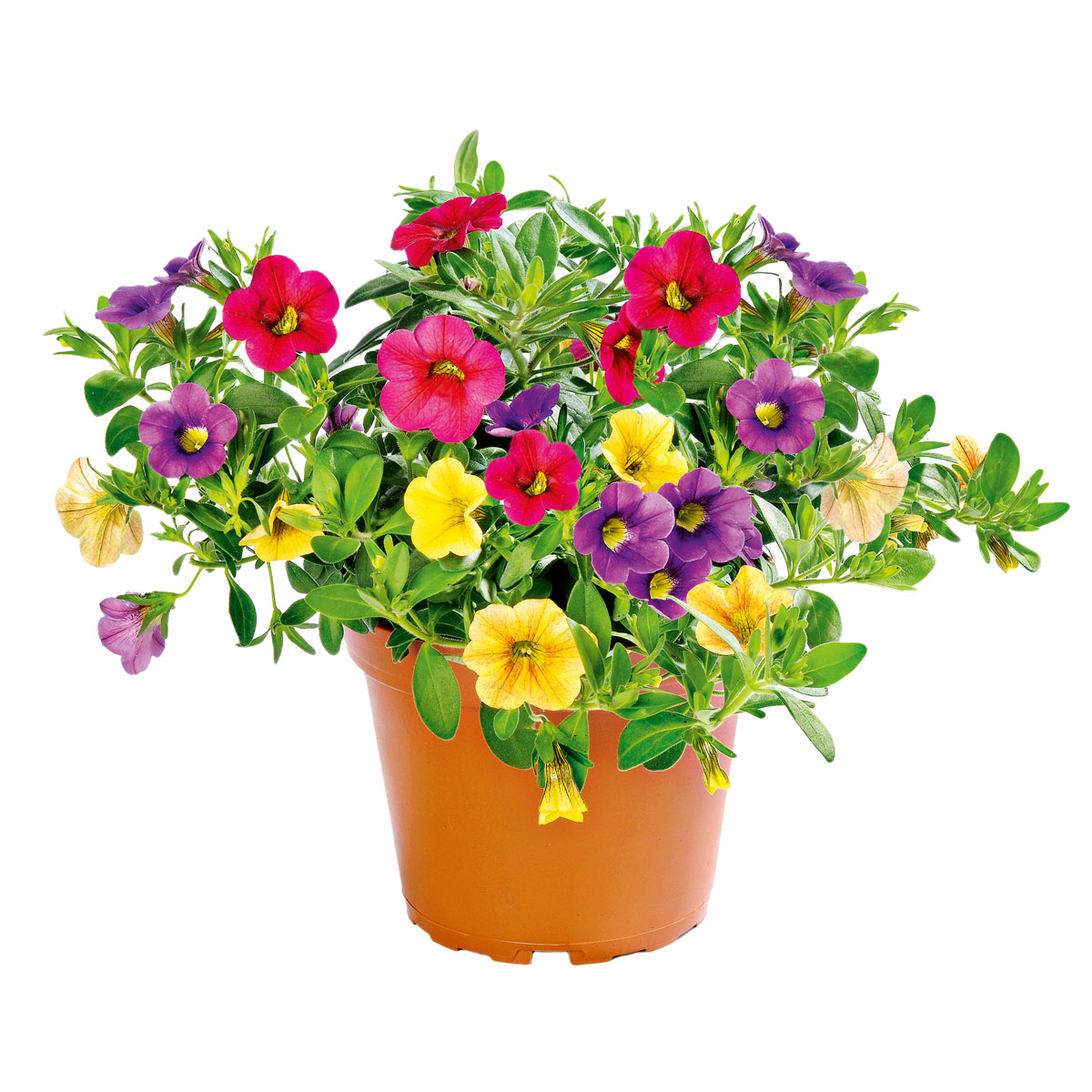 Plantiflor  Zauberglöckchen dreifarbig Topf Durchmesser 12 cm Bild 2