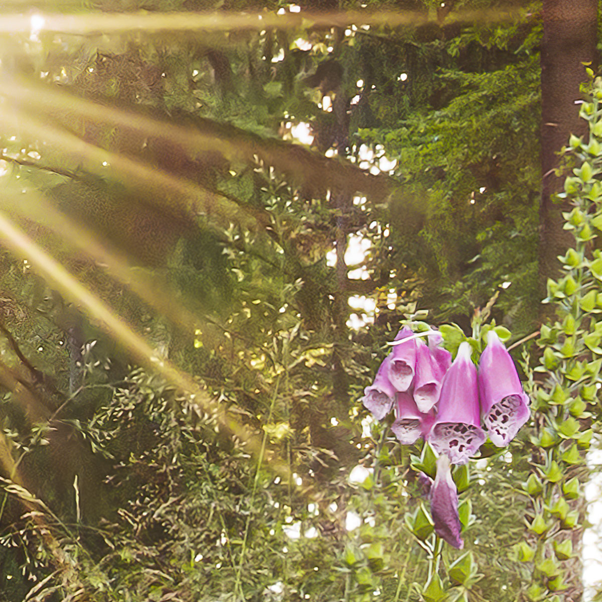 Komar  Vlies Fototapete Summer Glade 350x250 cm Bild 7