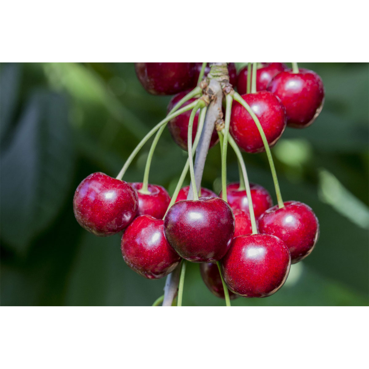 Plantiflor Süßkirsche Hedelfinger Busch Topf Durchmesser 28 cm