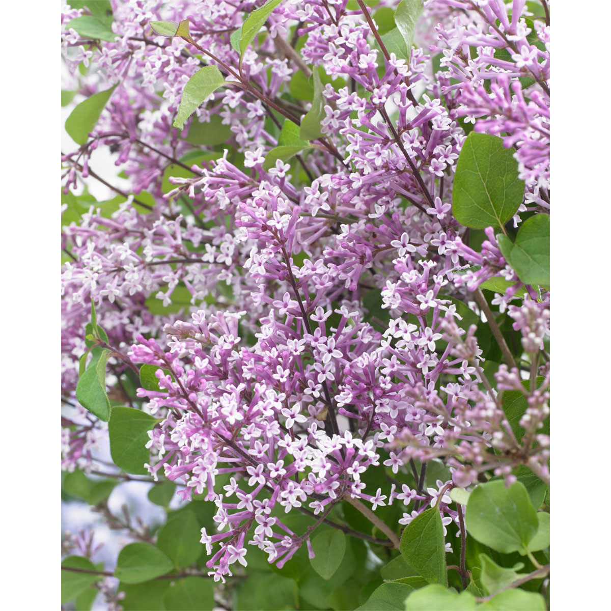 Plantiflor  Zwergflieder Flowerfesta Purple Topf Durchmesser 20 cm