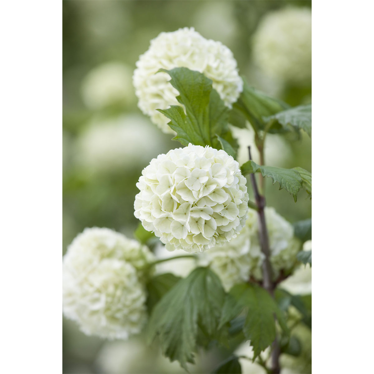 Plantiflor Gefüllter Schneeball Roseum Topf Durchmesser 19 cm