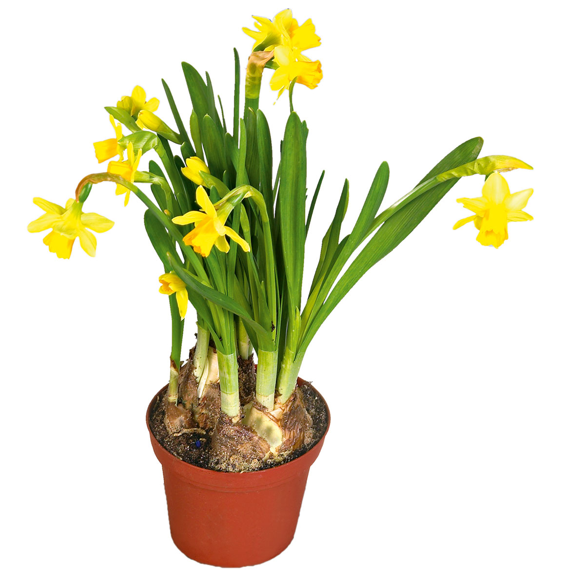 Plantiflor  Blumenzwiebeln Topf Durchmesser 10,5 cm Bild 2