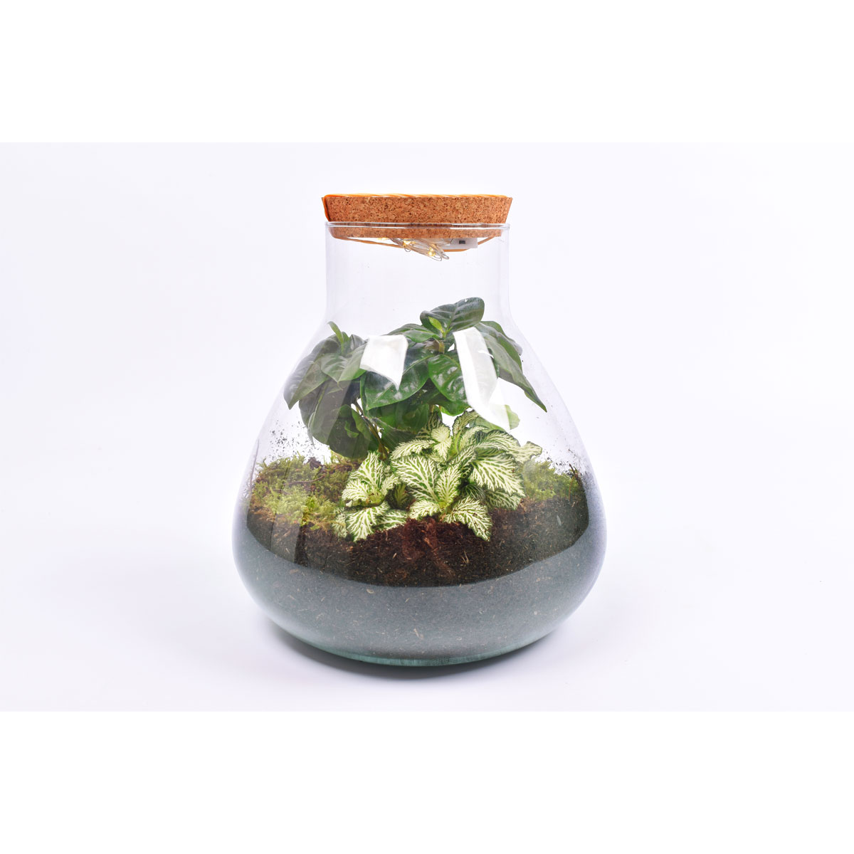 Bepflanztes Glas mit LED und 2 Grünpflanzen Topf-Ø 22 cm