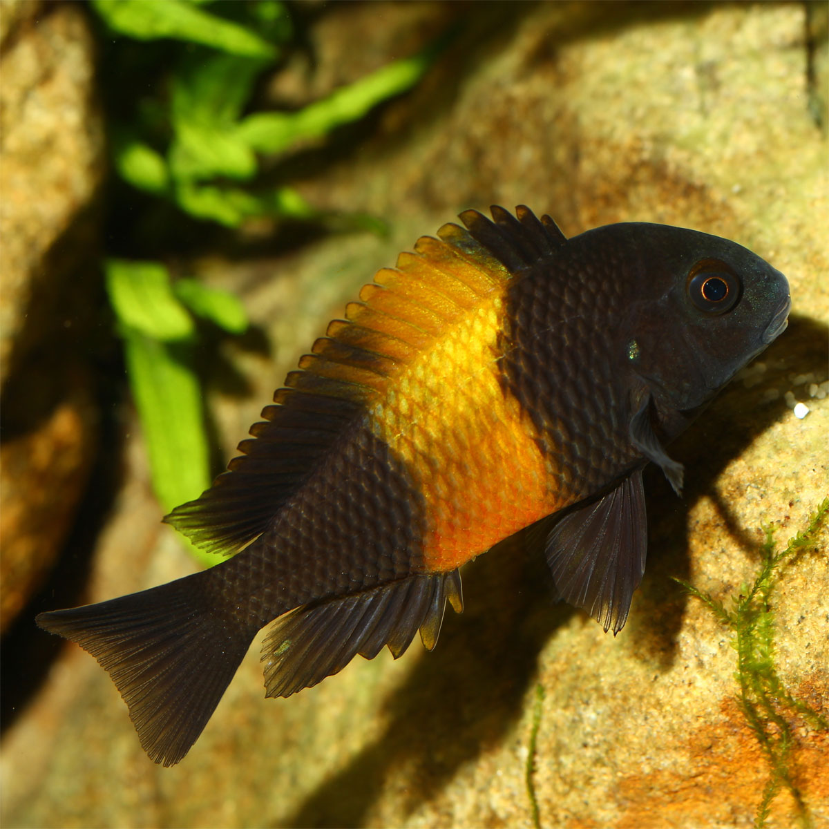 JBL  PRONOVO MALAWI FLAKES M 250ml Bild 7