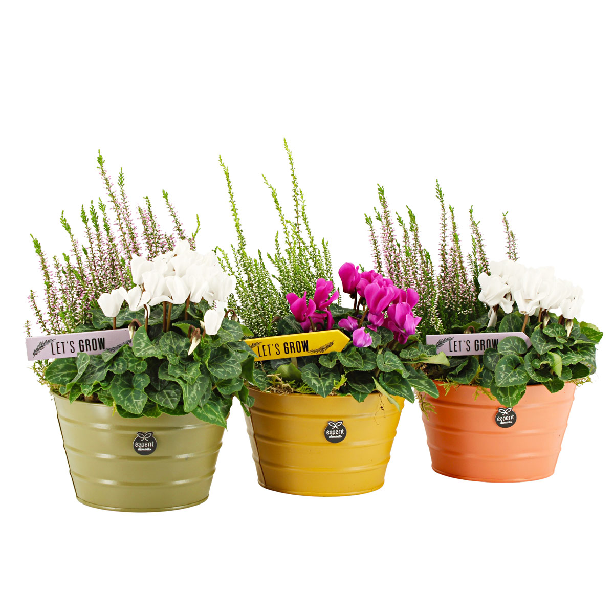 Bepflanzte Zinkschale Alpenveilchen & Calluna Topf-Ø 17 cm