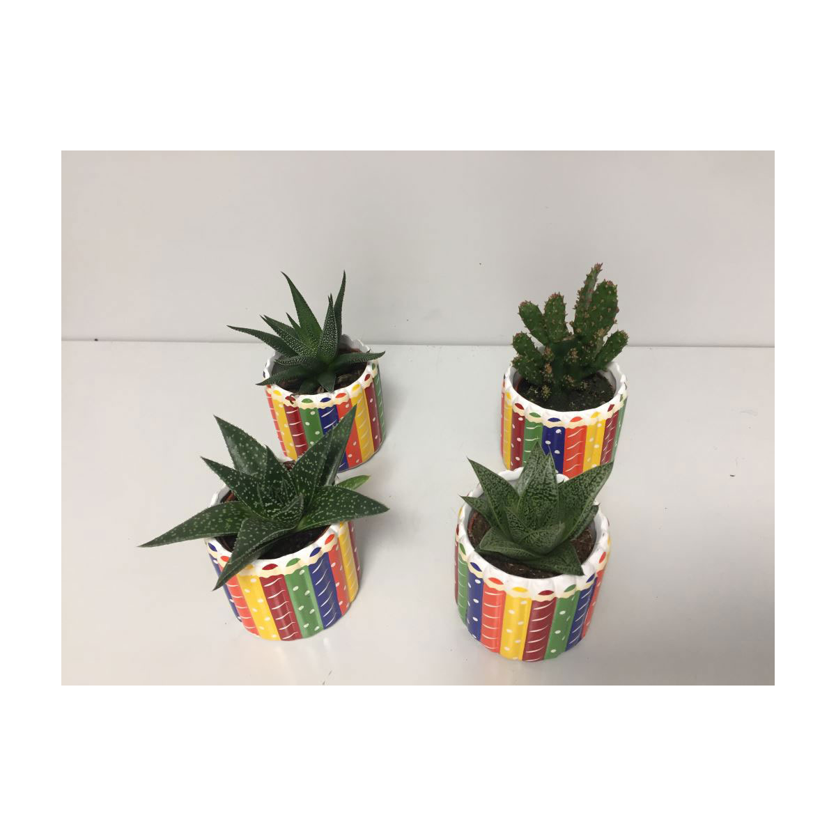 Plantiflor  Sukkulente im bunten Topf T6 versch Sorten