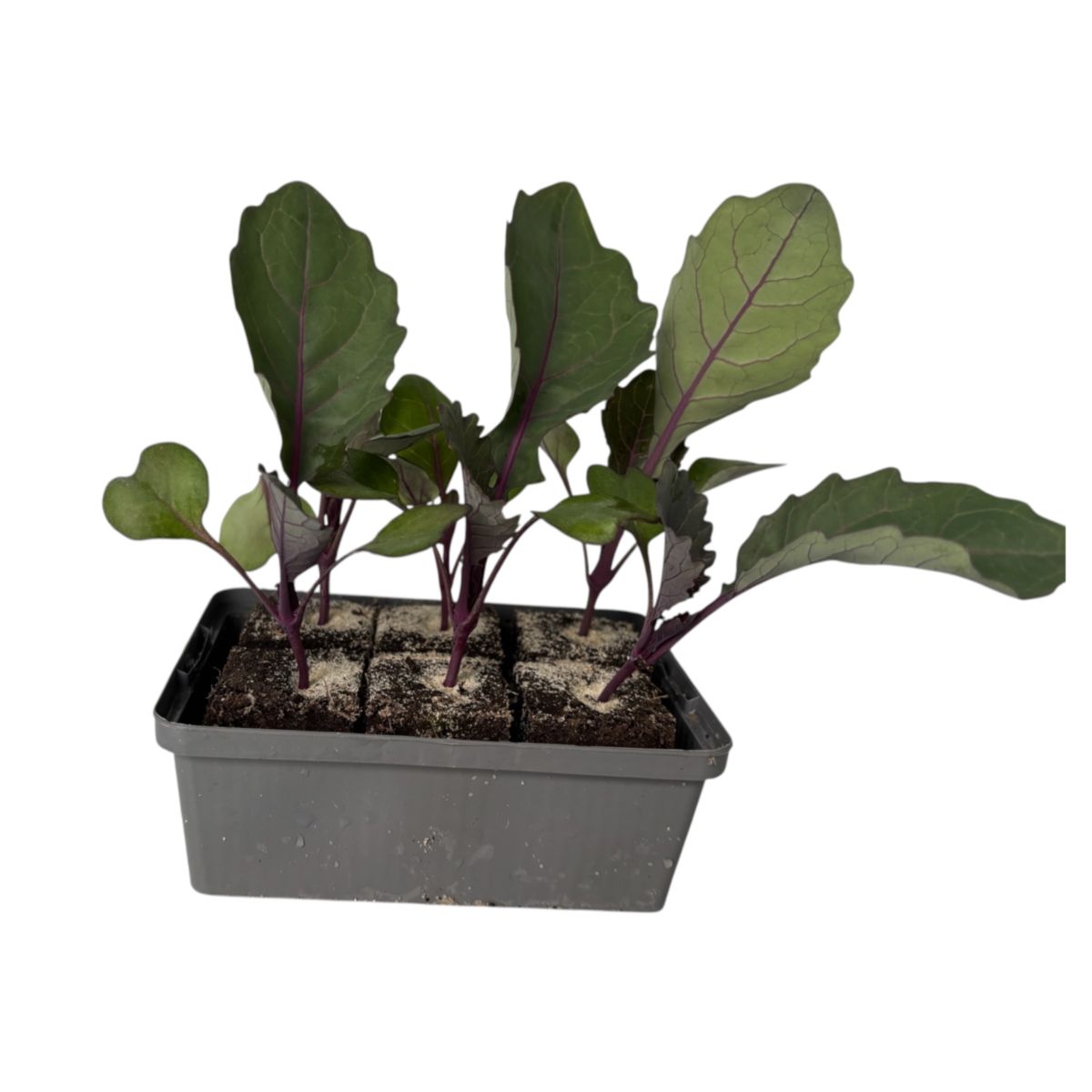Plantiflor  Gemüsejungpflanze Kohlrabi blau 6er-Pack