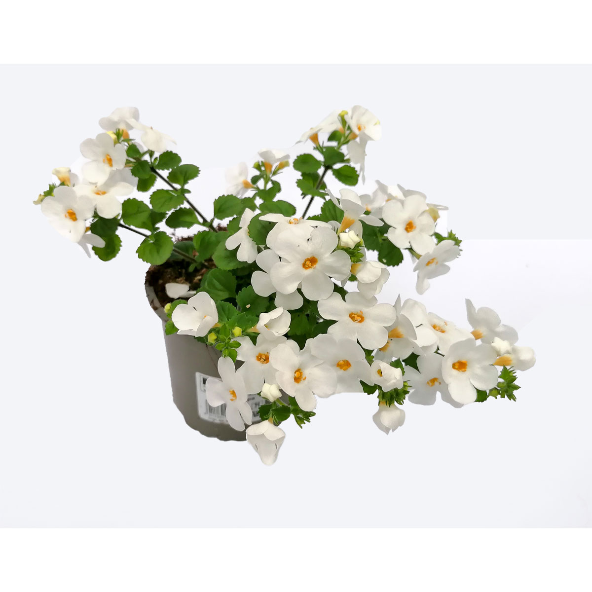 Plantiflor  Bacopa T10,5 Bild 1