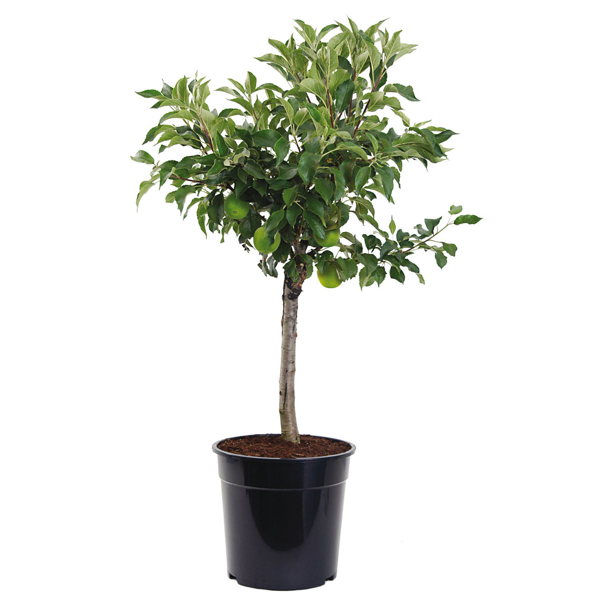 Plantiflor Apfelbaum Elstar Gartenhochstamm 175-225 cm Bild 1