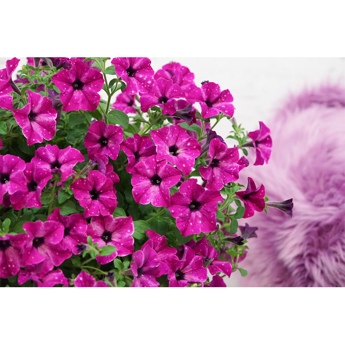 Plantiflor Petunie Sky Family Topf Durchmesser 12 cm Bild 2