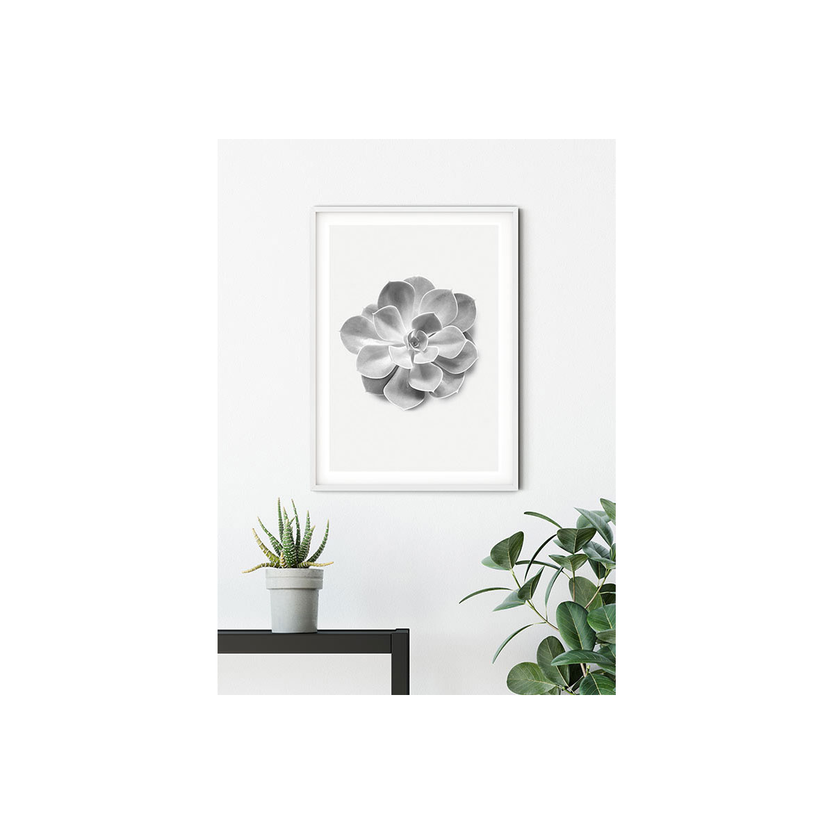 Komar  Wandbild Succulent Aeonium 30x40 cm Bild 7