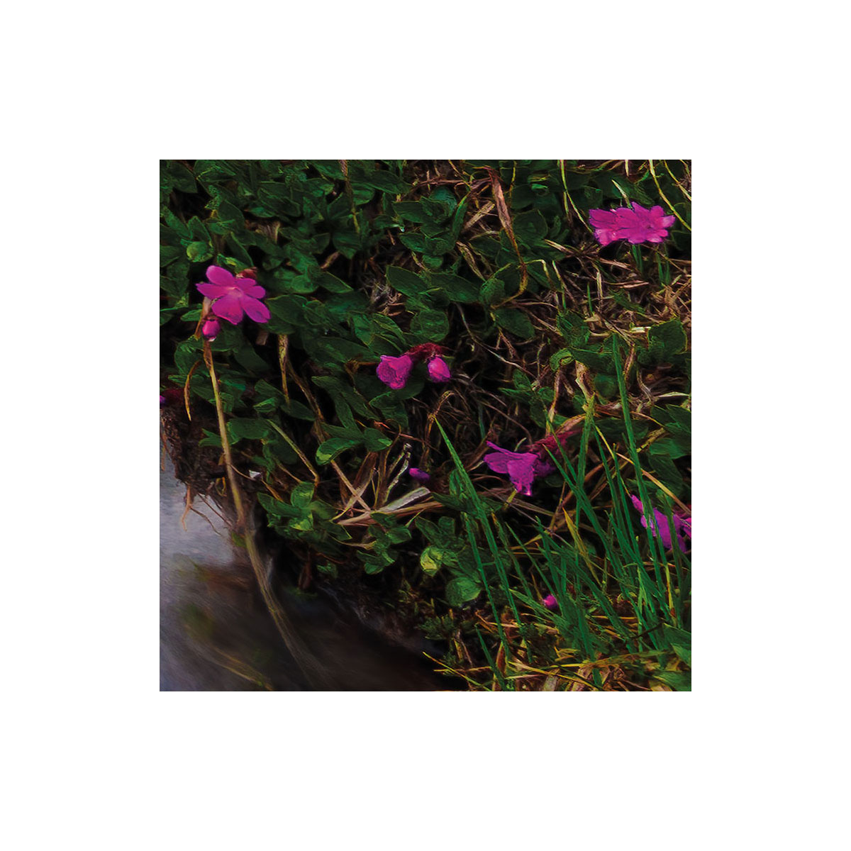 Komar  Vlies Fototapete Wild Paradise 450x280 cm Bild 5