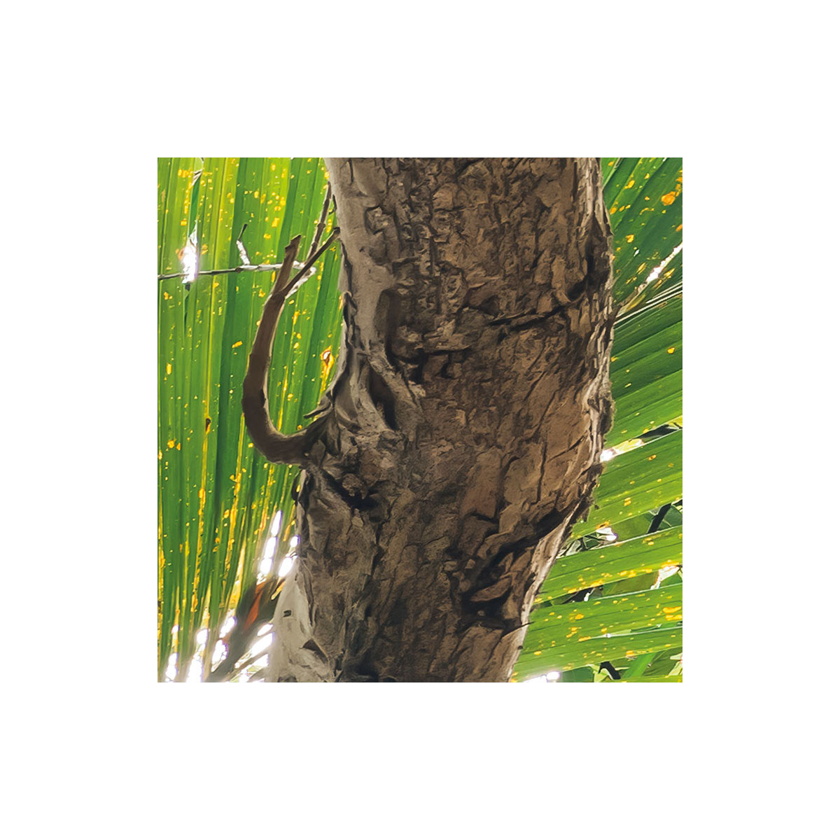 Komar  Vlies Fototapete Touch the Jungle 450x280 cm Bild 7