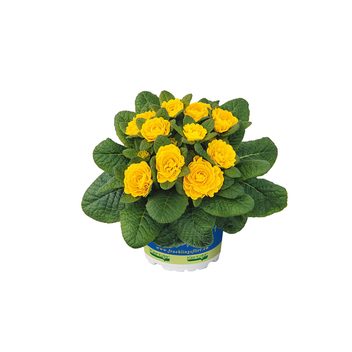 Plantiflor  Primula Belarina Topf Durchmesser 13 cm Bild 4