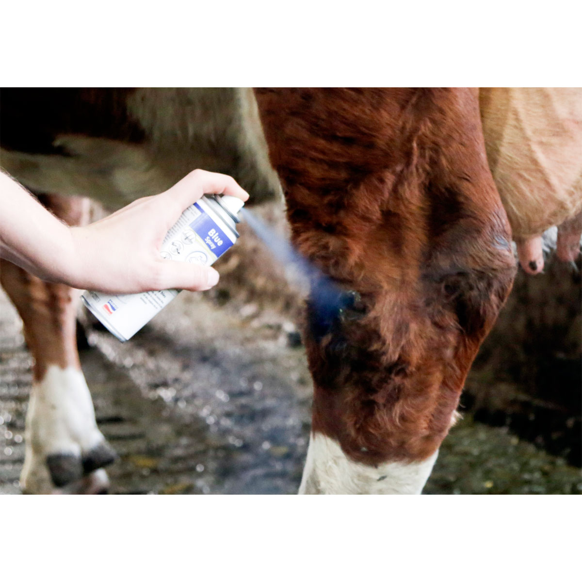 Hautpflegemittel Blue Spray 200 ml