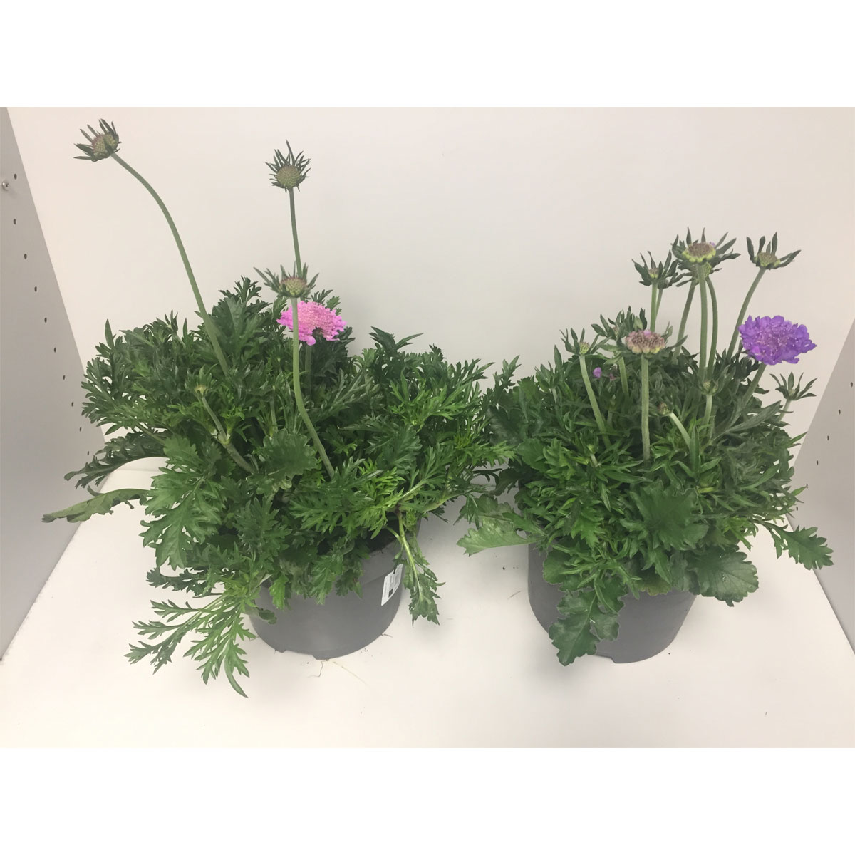 Plantiflor  Stauden-Mix Skabiose Biene Maja C3