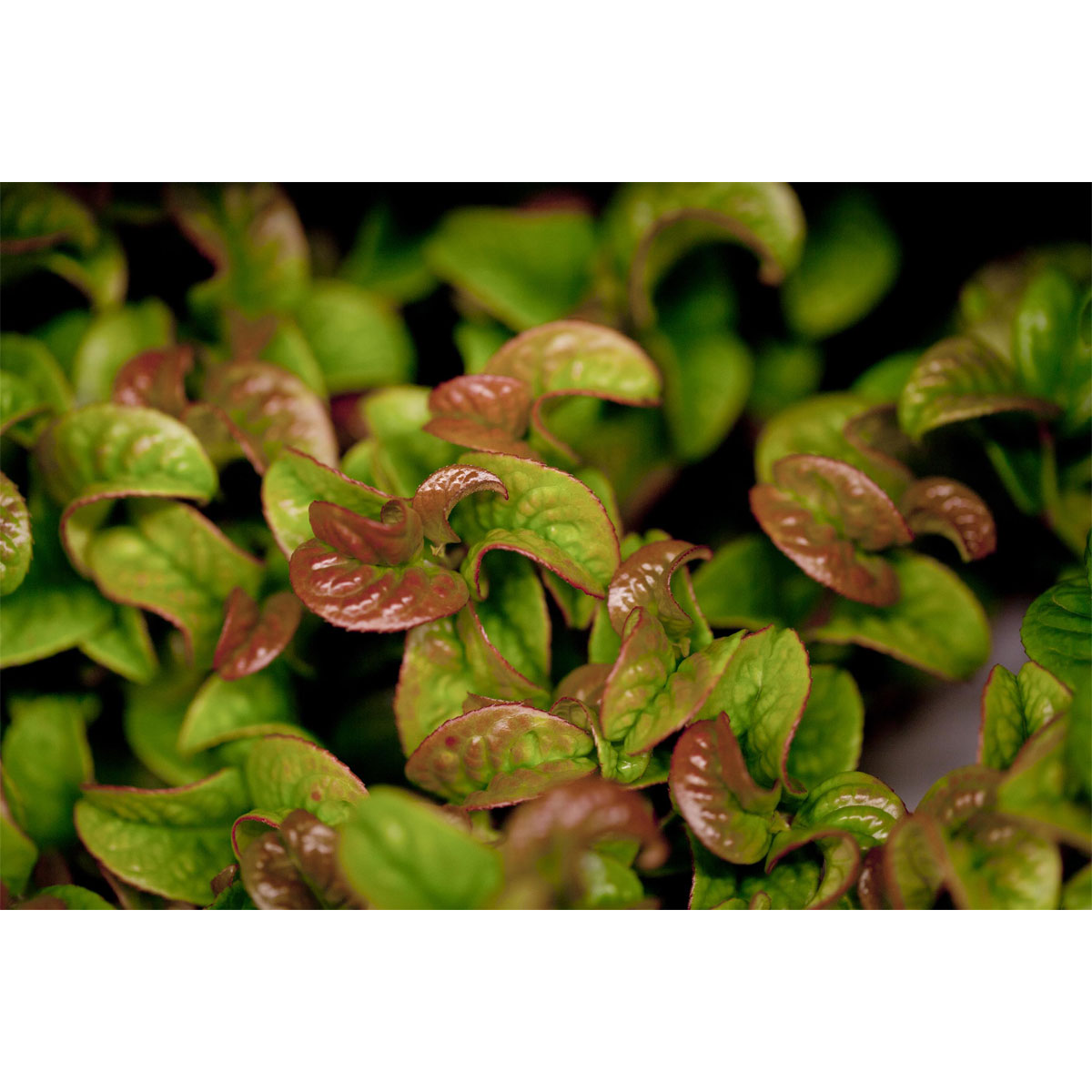 Plantiflor Traubenheide Curly Red Topf Durchmesser 17 cm