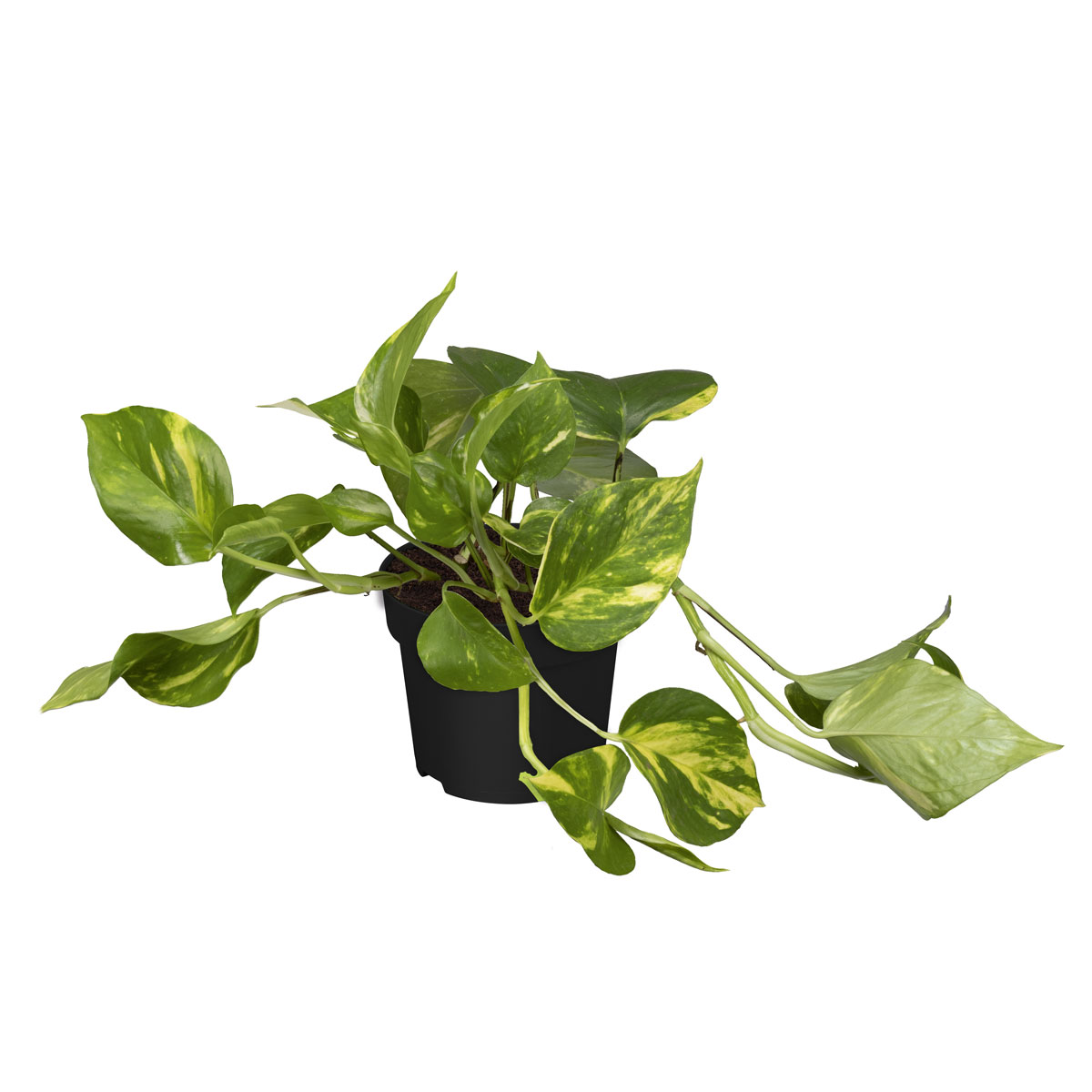 Plantiflor  Efeutute Topf Durchmesser 12 cm Bild 2