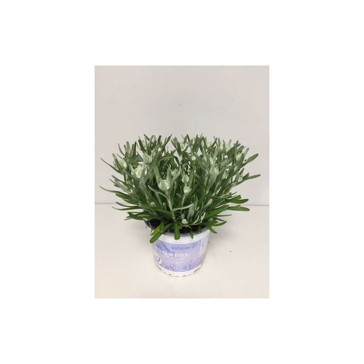 Plantiflor  Matterhorn T13