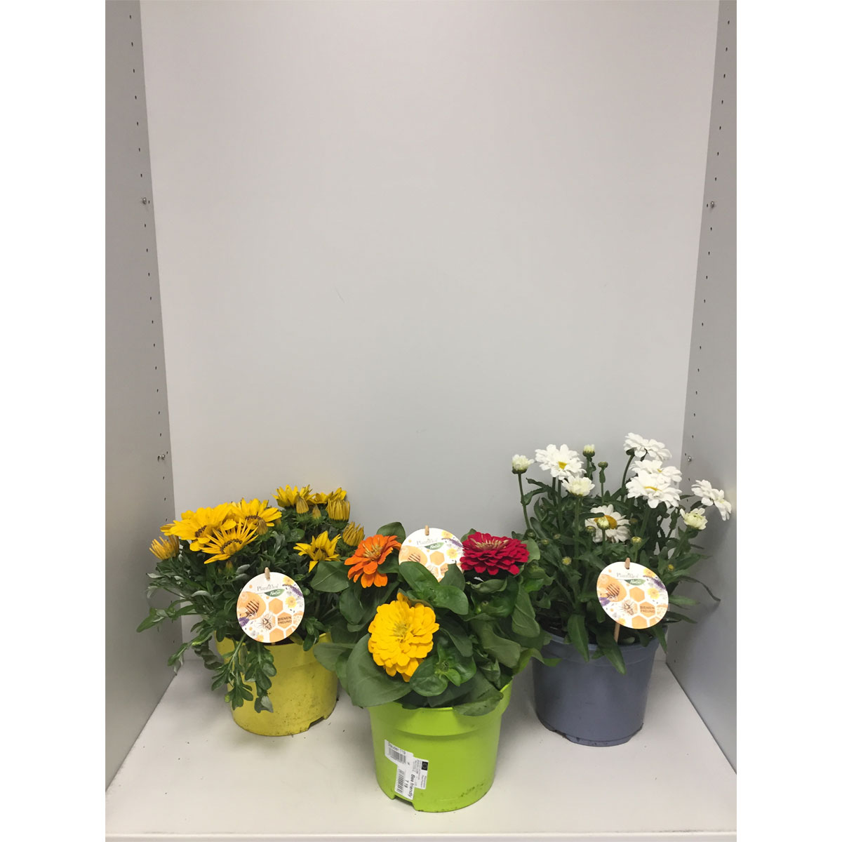Plantiflor  Bienenfreundliche Blumen versch Sorten