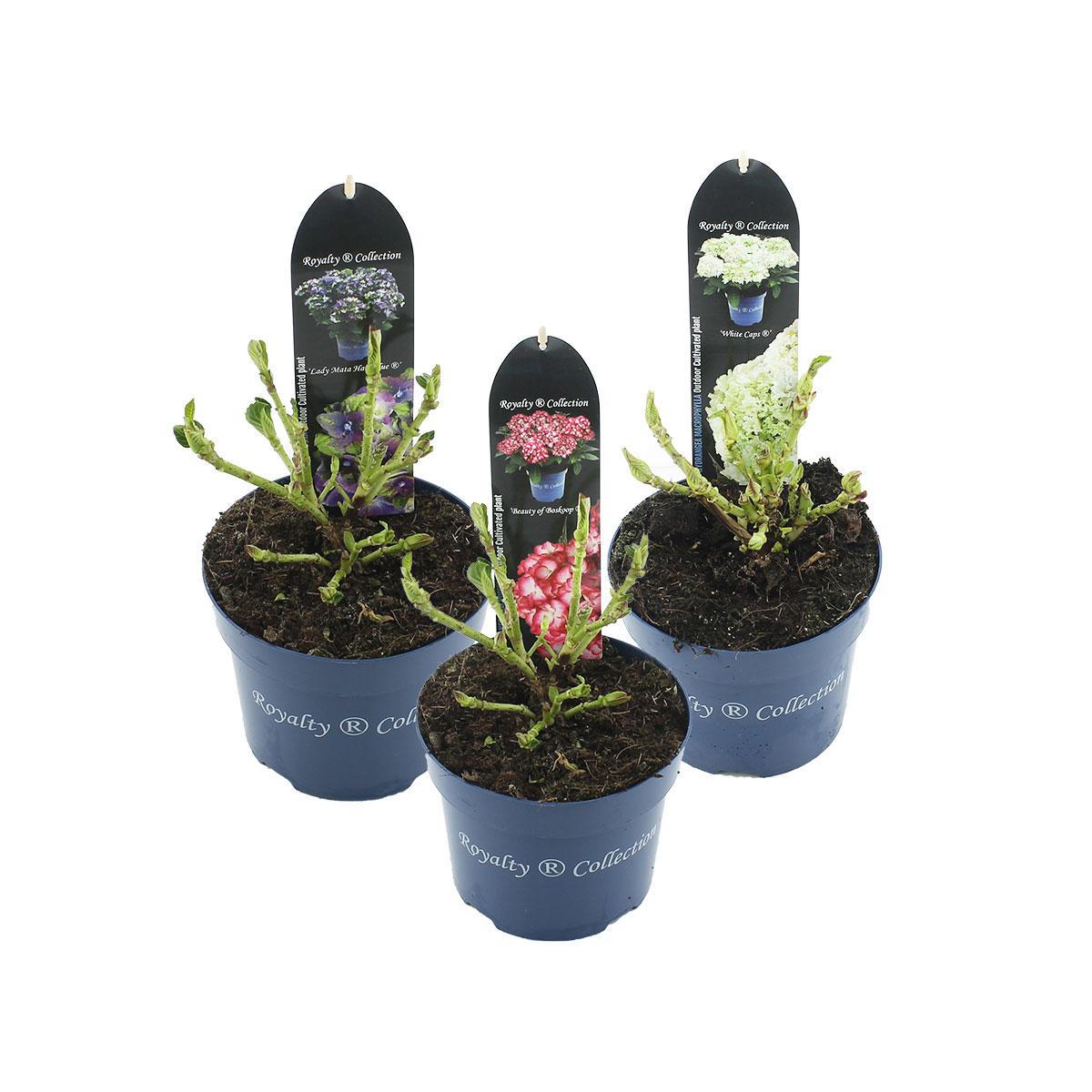 Plantiflor  Gartenhortensie Royalty Colletction Topf Durchmesser 17 cm