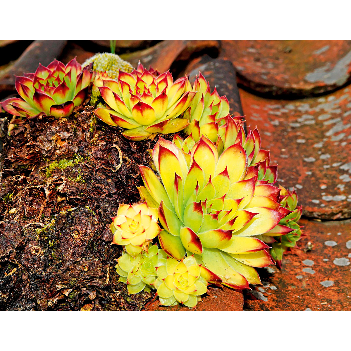 Plantiflor  Hauswurz Topf-Ø 10,5 cm Bild 5