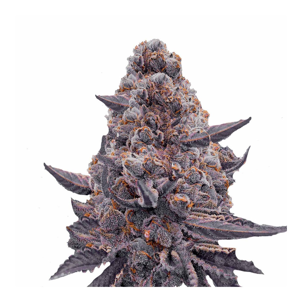 Hanfsamen Bubble Gum Sherb Feminisiert Bild 2