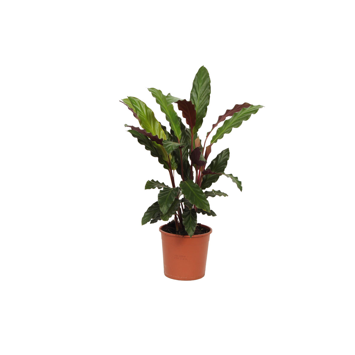 Korbmarante Topf- Durchmesser 14 cm Bild 3