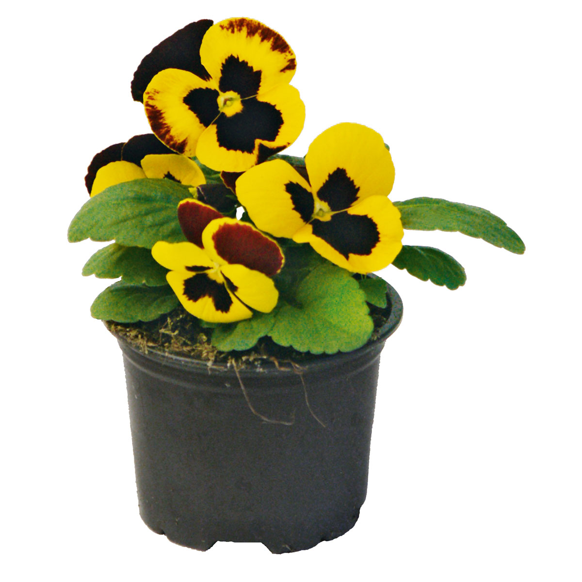 Plantiflor  Stiefmütterchen Topf Durchmesser 9 cm Bild 1